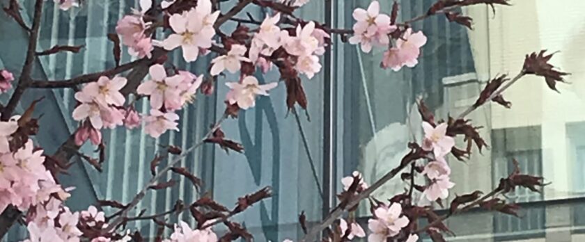 札幌・江別の女性社労士のアイキャッチ画像